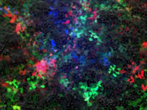 RGB mosaic of HEK293 cells     