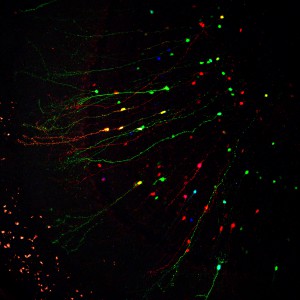 RGB-traced newborn olfactory neurons (from Gomez-Nicola et al., Sci Rep 2015)     