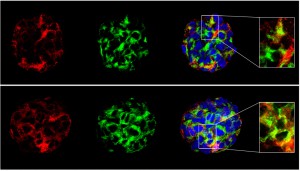 IL15-expressing neurospheres (from Gomez-Nicola et al., Mol Biol Cell 2011)     