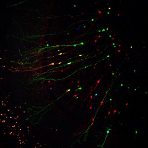 RGB-traced newborn olfactory neurons (from Gomez-Nicola et al., Sci Rep 2015)     